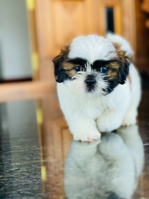 Teddy Bear Puppy For Sale - Fairfield Furbabies